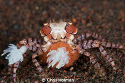 Boxer Crab with Eggs by Chris Holman 